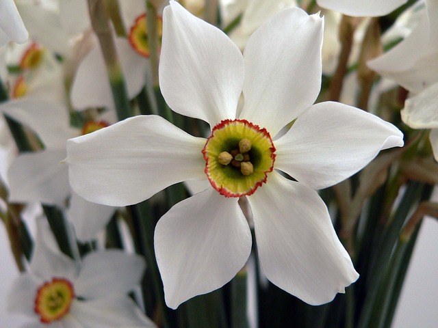 Picture of Pheasant's Eye daffodil