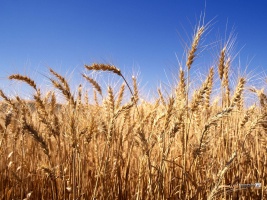 Picture of ripe wheatfield